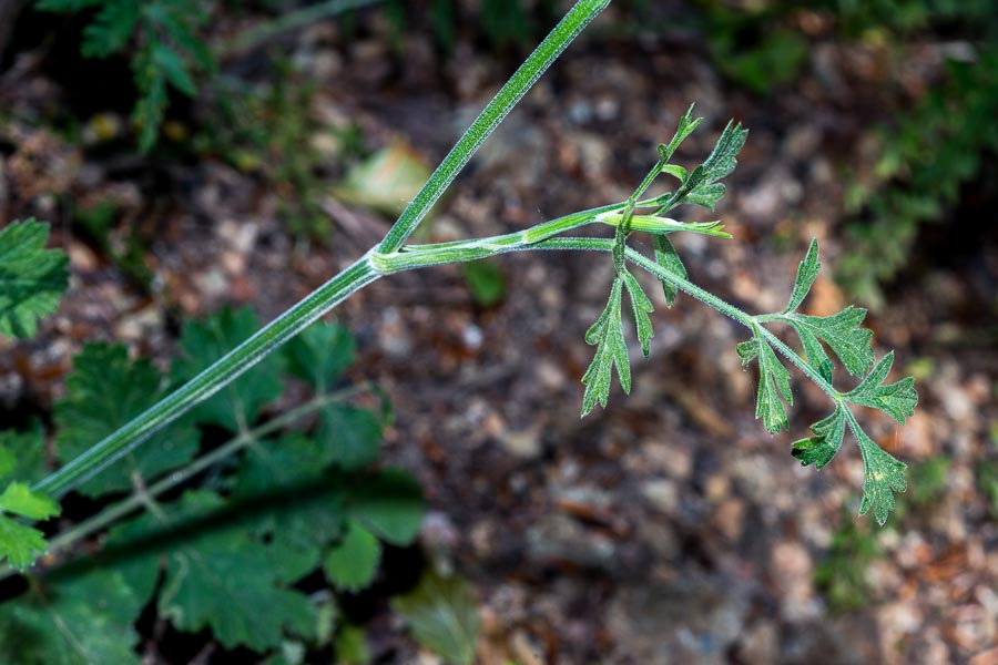 Pimpinella ?